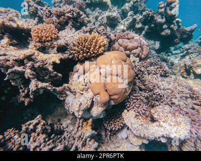 Coral reef garden in red sea, Marsa Alam Egypt Stock Photo