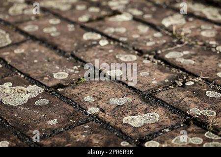 Paving stones covered with moss and lichen. Stone texture with paving stones. Stock Photo