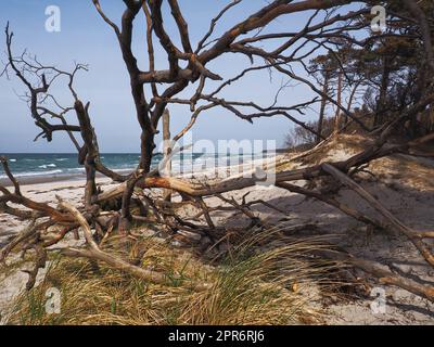Coastal forest on the west beach of Prerow with dry branches Stock Photo