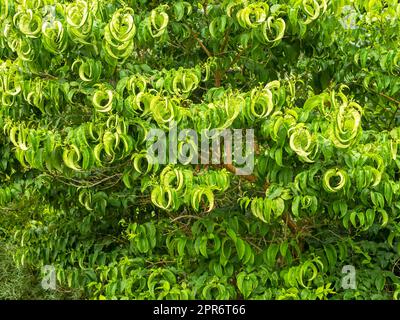 Interesting leaf pattern of Seven Son Flower of Zhejiang shrub Stock Photo
