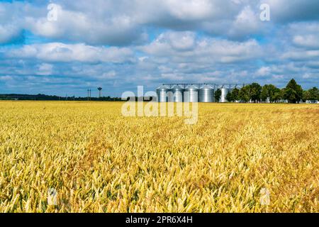 Grain storage silos system, behind a wheat field Stock Photo