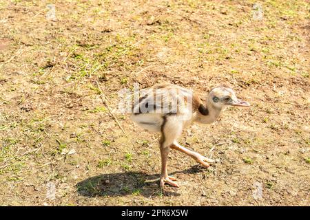 Small cute baby ostrich Emu Stock Photo