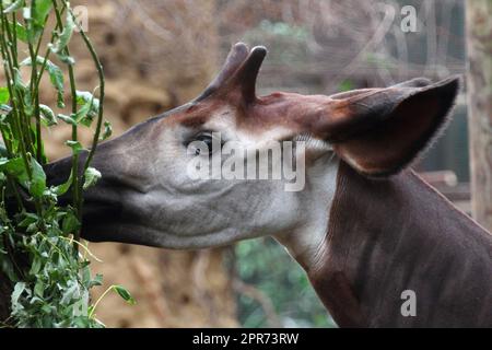 Okapi   (Okapia johnstoni) Stock Photo