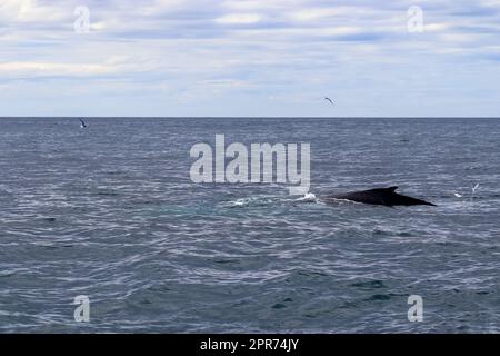 Close up of humpback whale off coast of Iceland. Stock Photo