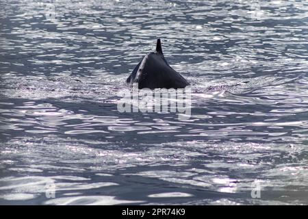 Close up of humpback whale off coast of Iceland. Stock Photo