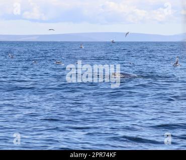Close up of humpback whale off coast of Iceland. Stock Photo