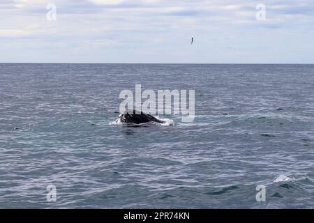 Close up of humpback whale off coast of Iceland. Stock Photo