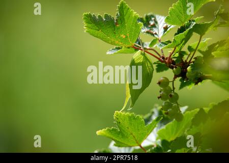 Closeup of unripe green currants on leafy branch against green blurry background in nature. Red or black berries growing in meadow in early spring. Small fruits of a wild bush outside with copyspace Stock Photo