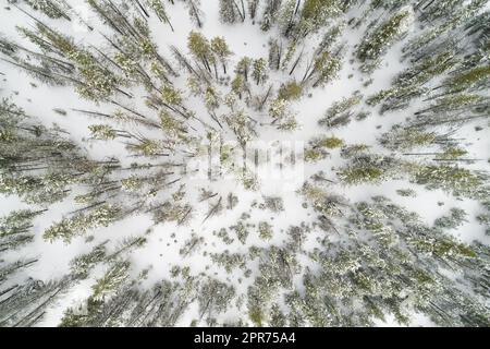Trees covered in snow during winter Stock Photo