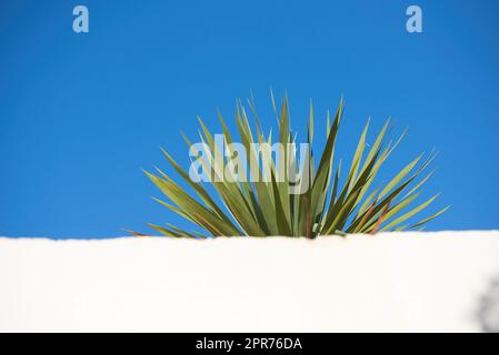 Yucca growing under clear blue with sky copyspace behind a white wall. Spiky leaves of an obstructed plant growing outside. Pointy tips of a succulent outdoors with copy space during summer or spring Stock Photo