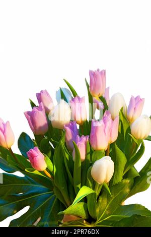 Beautiful bouquet of tulip flowers growing in a vase against a white background. Pink tulips on display in a vessel against a dark setup. Arrangement of pretty flowering plants displayed in a holder Stock Photo