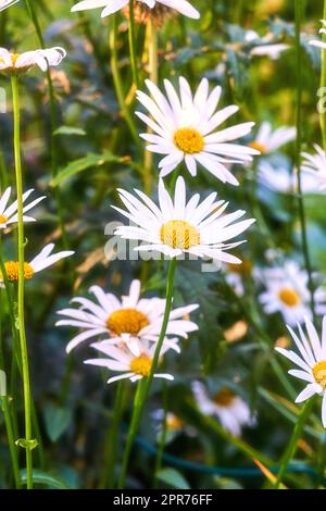 A view of a bloomed long common daisy flower with steam and yellow in the center. A close-up view of white daisies with long stem leaves. A group of white flowers shone brightly in the garden. Stock Photo