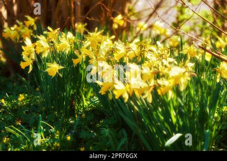 Yellow daffodils growing in a botanical garden on a sunny day outside. Scenic landscape beautiful flowers with bright petals blossoming in nature. Spring plant representing rebirth and new beginnings Stock Photo