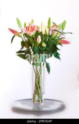 Bouquet of pink flowers in a vase isolated on white studio background. Beautiful lily buds with green leaves arranged in a long glass holder for birthday, valentines or mothers day Stock Photo