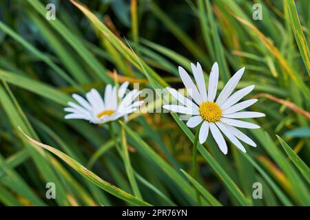 Closeup of two daisy flowers growing in a grassy meadow. Marguerite perennial plants flourishing in spring. Beautiful white and yellow flower heads with delicate petals blooming in a garden in summer Stock Photo