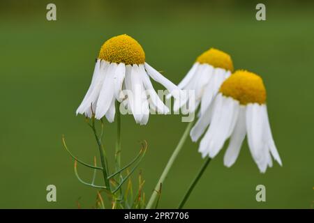 Closeup of three chamomile flowers against a green blurred background. A bunch of marguerite daisy blooms growing in a field of greenery outside. German or Roman chamomile plants for herbal tea. Stock Photo