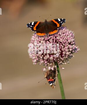 Two red admiral butterflies perched on wild leek or onion flower with copyspace background in home garden. Closeup of vanessa atalanta insects sitting on giant allium ampeloprasum or polyanthum plant Stock Photo