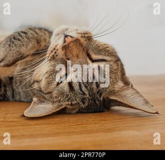 Face of a cute cat sleeping on the living room floor. Head of an adorable pet taking a nap in the day on a wooden surface. Happy domesticated animal laying and relaxing in the lounge Stock Photo