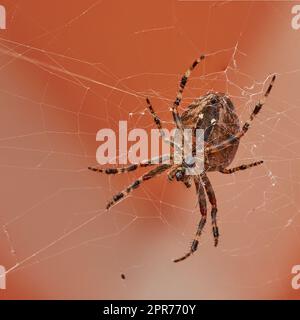Below closeup of a walnut orb weaver in a web, isolated against a white orange background. Striped brown and black spider. The nuctenea umbratica is a beneficial arachnid from the araneidae family Stock Photo