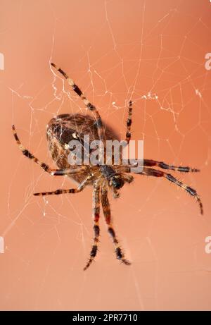 The Walnut Orb-weaver Spider or Nuctenea Umbratica on a web isolated against a blurred red brick wall. A spider of the Araneidae species hunting. Closeup of striped brown arachnid in nature Stock Photo