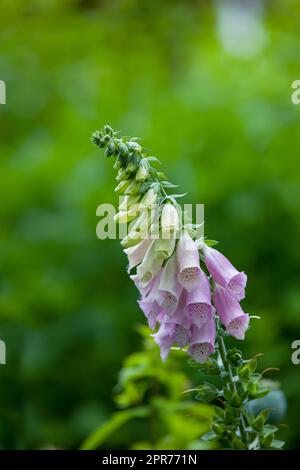 Closeup of vibrant, purple or pink foxglove flowers blossoming and growing in a remote field or home garden. Group of delicate, fresh summer plants blooming on a green stem in a backyard Stock Photo