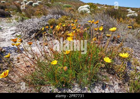 Closeup of flowering yellow daisies or fynbos growing on Table Mountain National Park, Cape of Good Hope, South Africa. Bush of fresh blossoming plants sprouting on a field in a remote and wild area Stock Photo