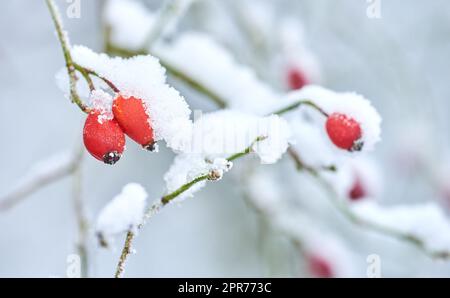 Fruit covered in snow, hanging on branches in winter. Frozen flowers and leaves under a snow blanket. Frosty branches growing in cold weather in the forest. Icy, dewy, early morning in nature woods Stock Photo