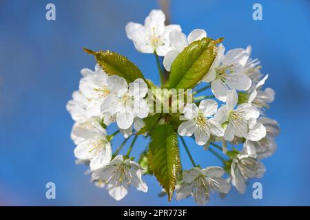 White mirabelle or Prunus Domestica flowers blossoming on a plum tree in a garden from below. Closeup of fresh and delicate fruit plants growing in spring against a blue sky background with copyspace Stock Photo