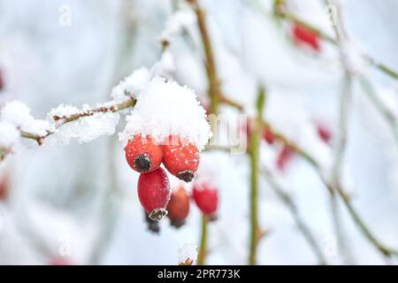 Closeup of Armur rose buds covered in snow on a white winter day. Budding roses growing in a garden or forest with copyspace. Edible flowers on a brach under a blanket of frosty snow and copy space Stock Photo