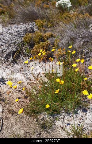 Closeup of flowering yellow daisies growing on a brown desert landscape in a national park in South Africa. A bush of fresh blossoming summer plants with sprouting on a field in a remote area Stock Photo