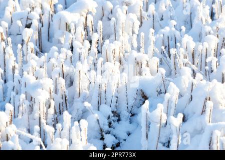 Closeup of white snow covered forest landscape on a winter day. Frosty garden ground preserved in snow. Twigs on the woods floor covered in thick, icy frost. Details of a snow blanket over rural land Stock Photo