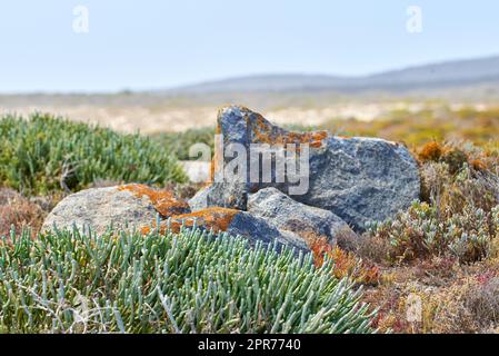 Fynbos plants growing in remote landscape around granite rock in Cape Town, South Africa. Scenic view of detailed environment and copyspace background. Nature reserve of indigenous succulents Stock Photo