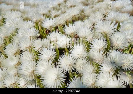 Indigenous Fynbos plant found in Table Mountain National Park, Cape Town, South Africa. Many fine bush plants growing and blossoming on a field or a veld. White flower heads blossoming in spring Stock Photo