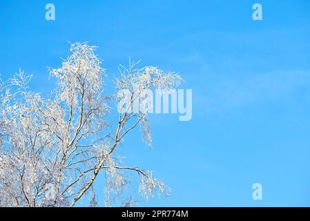 Branches of a tree covered in snow on a sunny day against a blue sky with copy space. Frozen twigs and leaves. Below details of frosty branches on a tree in the forest. Fresh snowfall in the woods Stock Photo