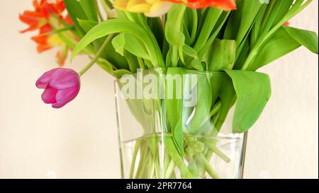 Fresh tulips in a vase within a bright room with copyspace. Mixed vibrant flowers in fresh water arranged as an apology, greeting, romantic gesture or welcome at empty house with copy space Stock Photo