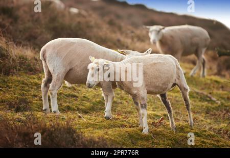 A flock of sheep in a meadow on lush farmland. Shaved sheared wooly sheep eating grass on a field. Wild livestock grazing in Rebild National Park, Denmark. Free range organic mutton and lamb Stock Photo