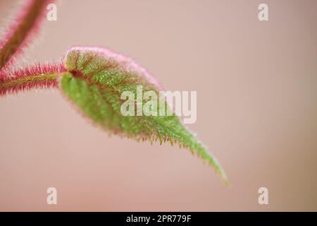 Single hairy plant leaf isolated on a pale background. Closeup of one delicate green leaf with red trichomes against blurry copy space growing outside. Stunning botany in spring Stock Photo