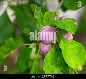 Closeup of purple plums growing on a green plum tree branch in a home garden. Texture detail of group of healthy, sweet fruit hanging from a vibrant stem in a backyard. Pitted fruits used for dessert Stock Photo