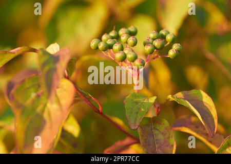 Closeup of raw elderberry capers plant growing on green stem or branch in a home garden or backyard with bokeh background. Texture detail of bunch of ripening fruit in nature Stock Photo