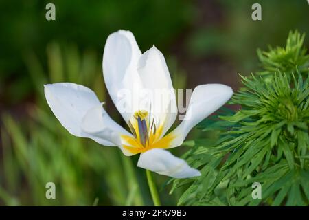 Clematis armandii flowers growing in a field or botanical garden on a bright day outside. Closeup of beautiful snowdrift evergreen plants blossoms with five white petals blooming in a spring meadow Stock Photo