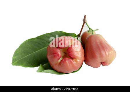 Rose apple, chophu, pink apple eugenia isolated on white background with clipping path. Stock Photo