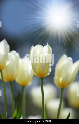 Spring growth, flowers and plants over the fence Stock Photo - Alamy