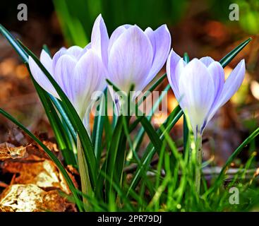 Low growing crocus, stems grow underground, yellow, orange or purple flowers symbolising rebirth, change, joy and romantic devotion. Beautiful wild purple flowers growing in the forest or woods Stock Photo