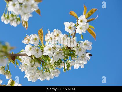 Mirabella blooming in springtime. Closeup of white flowers on branch against blue sky on a sunny day. Blooming Mirabelle plum tree (Prunus domestica L.) in spring. Stock Photo