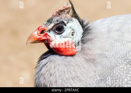 Close Look Over Domestic Guineafowl Stock Photo - Alamy