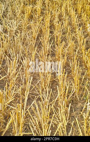Closeup of wheat growing on a farm on a sunny day outdoors. Landscape of golden stalks of ripening rye and cereal grain cultivated on a cornfield to be milled into flour in the rural countryside Stock Photo