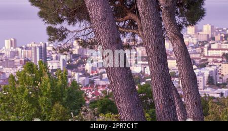 Beautiful landscape of Sea Point in Cape Town, South Africa. Scenic view of a coastal city surrounded by nature, lush green plants, and tall trees. Peaceful Cityscape for vacation or holiday Stock Photo