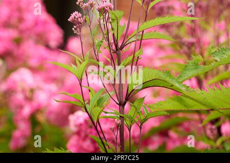 A closeup view of Eupatorium Fortunei on a long purple stem with a blur pink background in a graden. The perennial Pink Frost shows the pink flowers and long variegated foliage leaves in nature. Stock Photo