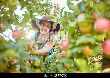 https://l450v.alamy.com/450v/2pr7cxk/beautiful-young-woman-picking-apples-on-a-farm-happy-farmer-grabbing-an-apple-in-an-orchard-fresh-fruit-produce-growing-in-a-field-on-farmland-the-agricultural-industry-produces-in-harvest-season-2pr7cxk.jpg