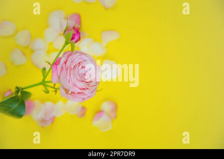 A rose flower stands on the side on a yellow background surrounded by petals with space for text Stock Photo
